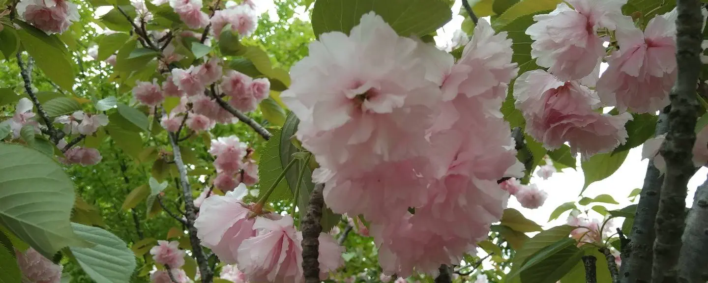 Featured image for 此岸弃草，彼岸繁花